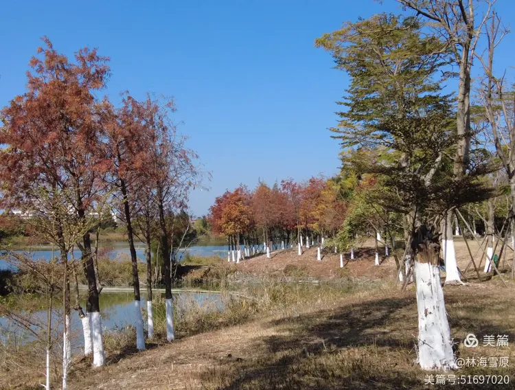 泉州海丝生态公园:落羽杉的诗意栖居